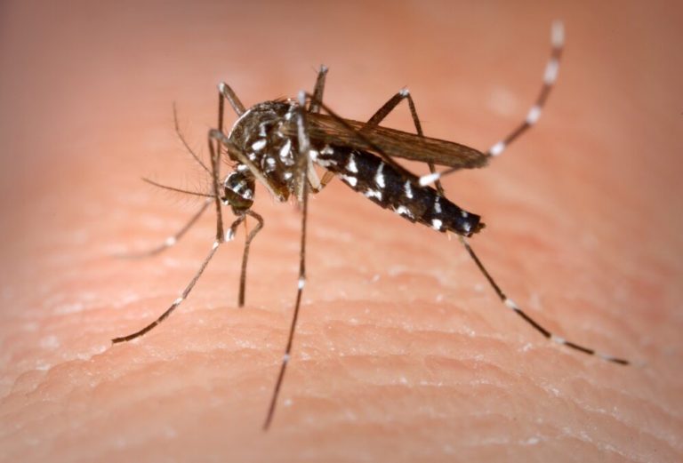Fotografía 2: Aedes albopictus